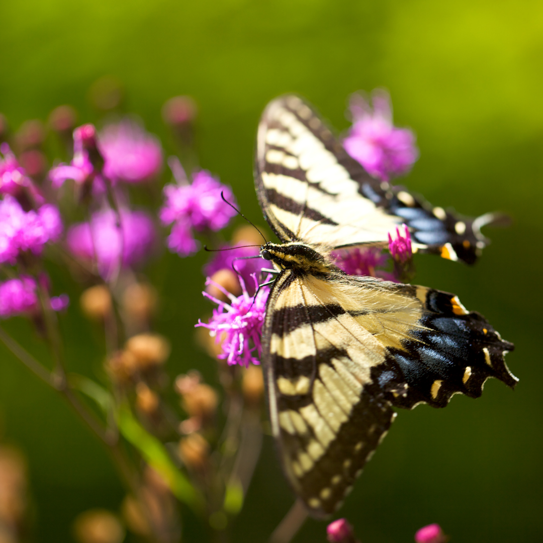 An Eastern tiger swallowtail butterfly sips nectar from a tall ironweed flower
